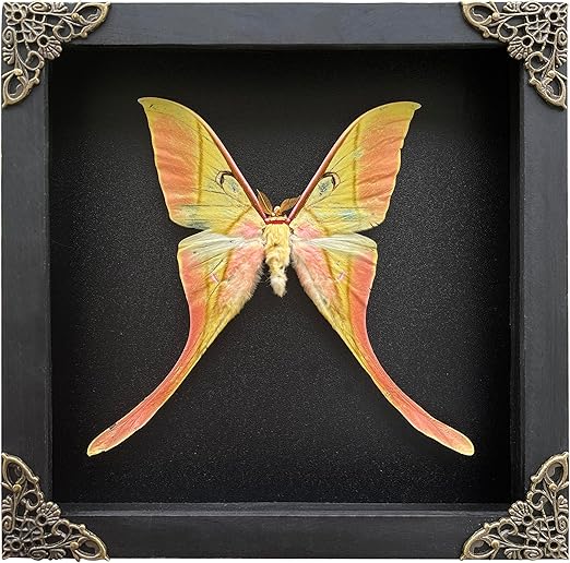 Real Luna Moth Maenas Taxidermy Specimen Black Wooden Frame Insect Dried Butterfly Shadow Box Room Display Tabletop Wall Hanging Home Decor Gift K18-38-DE